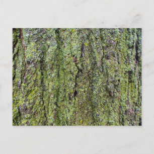 Green Lichen on Tree Bark Postcard