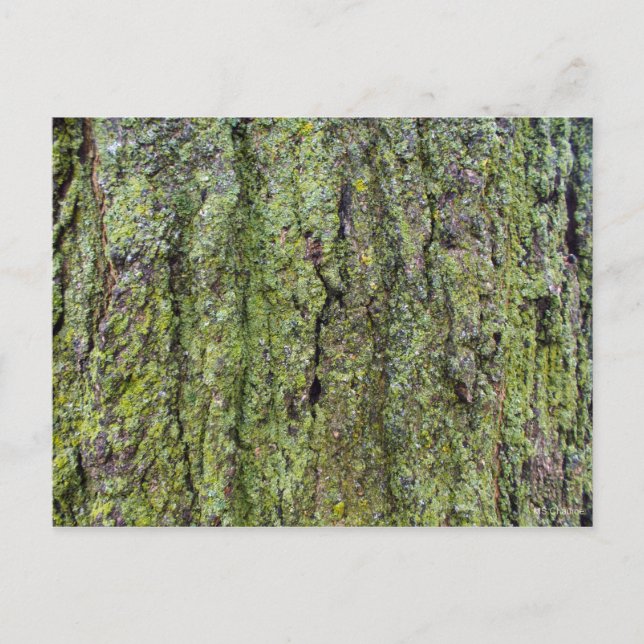 Green Lichen on Tree Bark Postcard (Front)