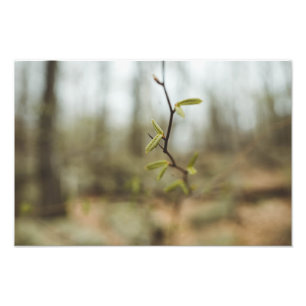 Green Life Photo Print