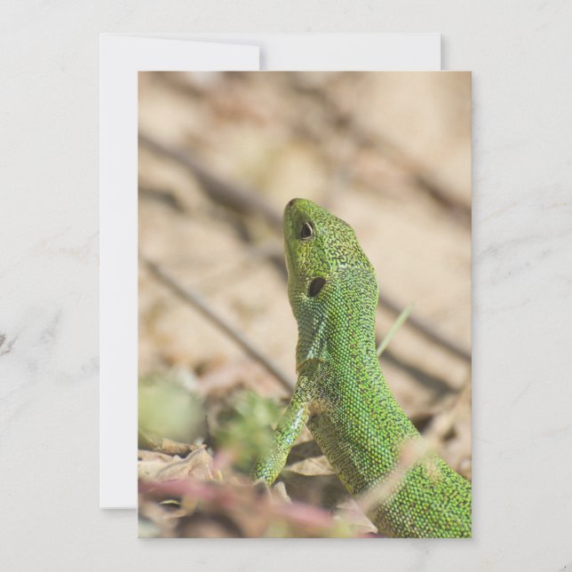 Green lizard (Front)