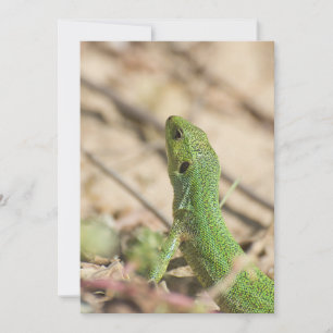 Green lizard
