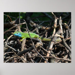 Green Lizard Photo Prints
