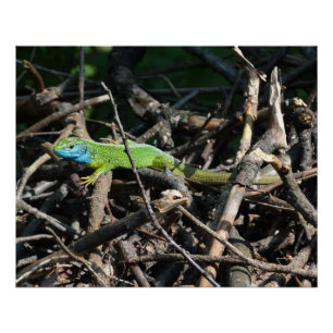 Green Lizard Photo Prints