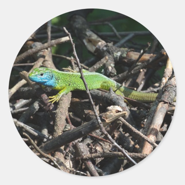 Green Lizard photo Sticker (Front)