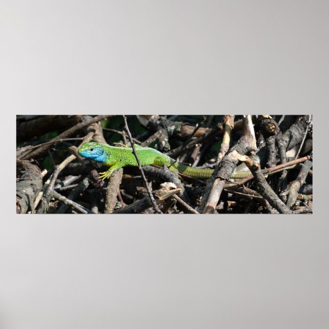 Green Lizard Photo Value Poster Pape (Front)