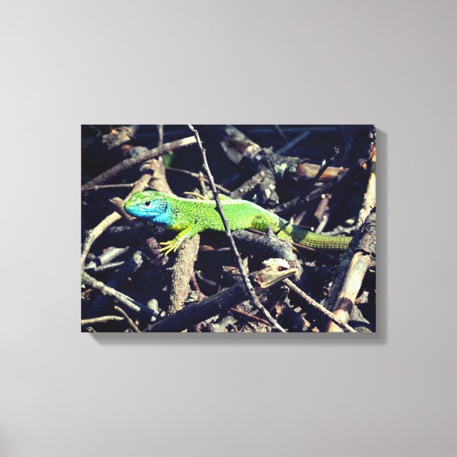 Green Lizard Photo Wrapper Canvas (Front)
