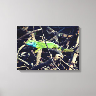 Green Lizard Photo Wrapper Canvas Print