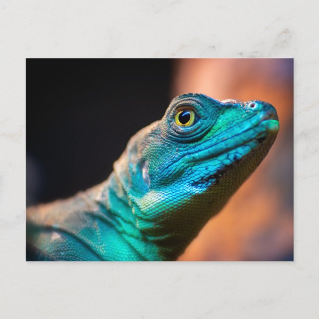 Green lizard postcard (Front)