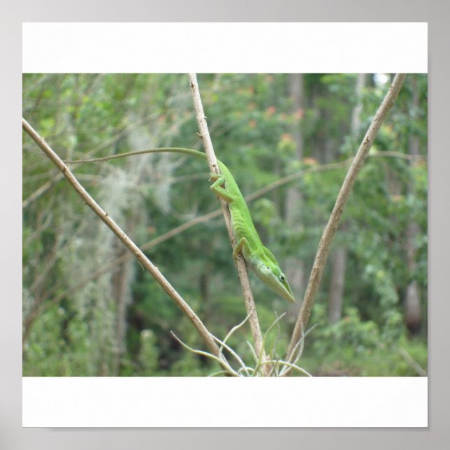 Green Lizard Poster (Front)