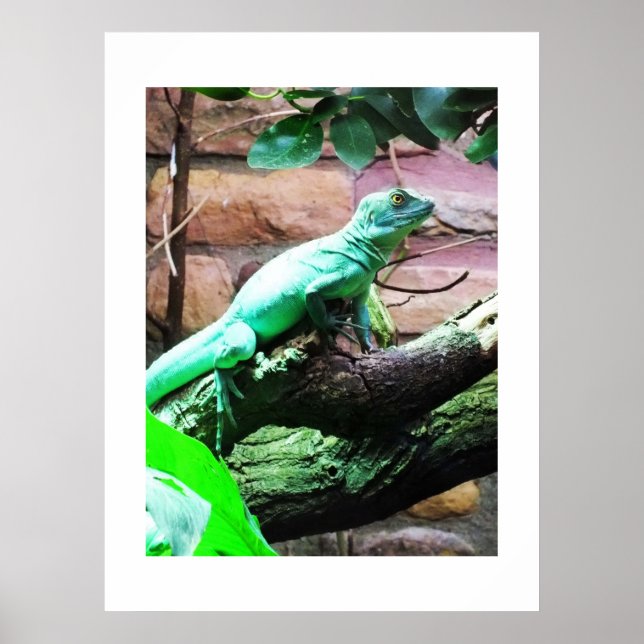 Green lizard poster (Front)