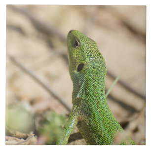 Green lizard tile