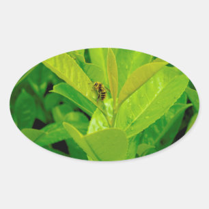 Green Loving  Bee Oval Sticker