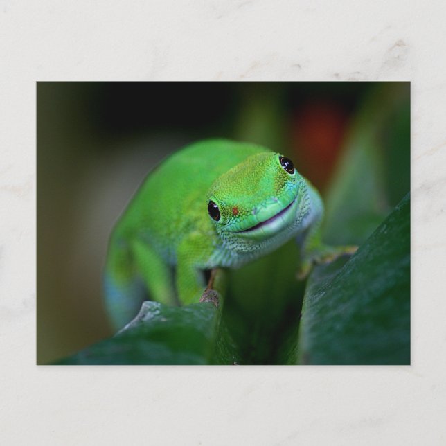 Green Madagascan Day Gecko Postcard (Front)