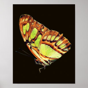 Green Malachite Butterfly Posing Close Up Poster