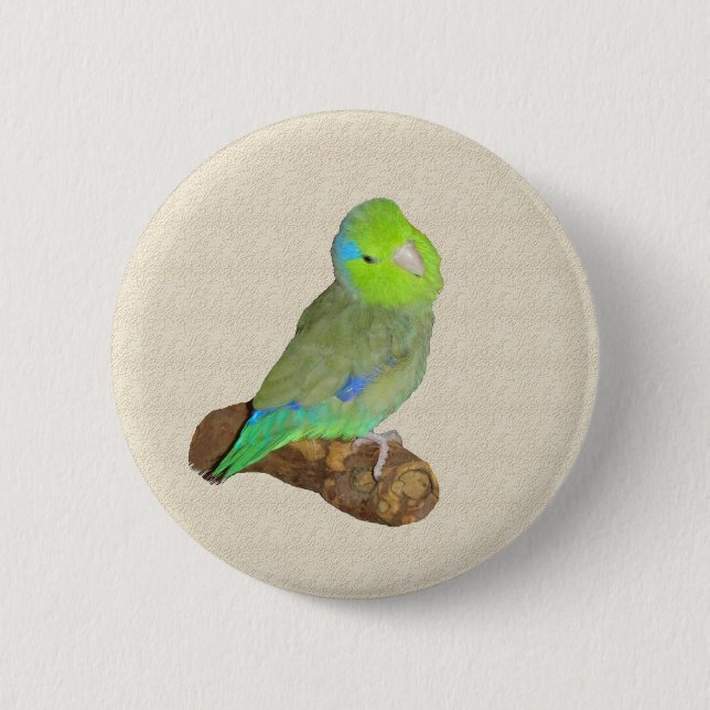 Green male parrotlet 6 cm round badge (Front)