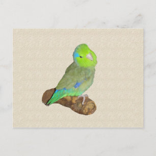 Green male parrotlet postcard