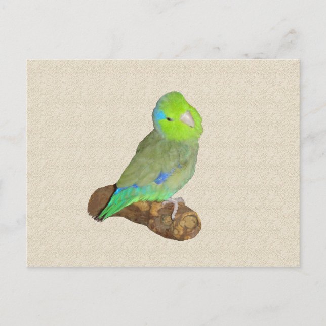 Green male parrotlet postcard (Front)