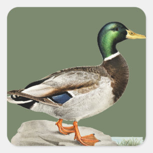 Green Mallard Duck Hunting Nature Art Square Sticker