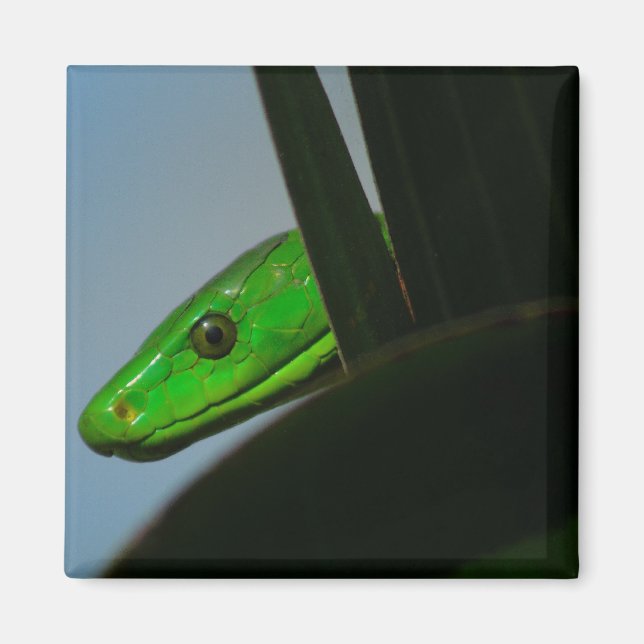 green mamba magnet (Front)