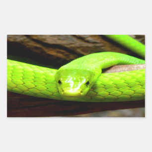 green mamba snake Wait for love in peace Rectangular Sticker