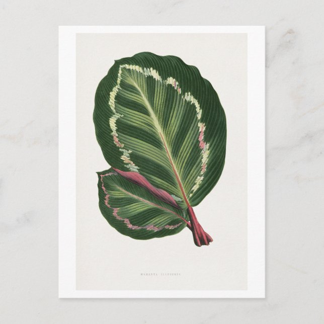 Green Mantara Illustris leaf illustration.   Postcard (Front)