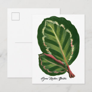 Green Mantara Illustris leaf illustration Poster Postcard