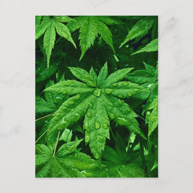 GREEN Maple in Spring Postcard (Front)