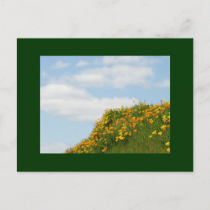 Green Meadow Poppies postcards Summer Blue Sky