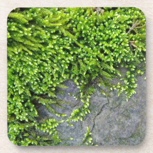 Green moss Entodon seductrix on grey stone Coaster