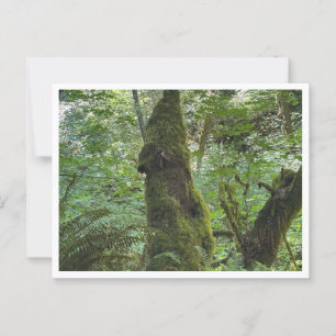 Green moss postcard