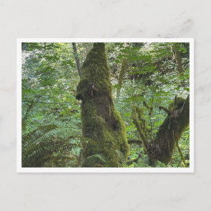 Green moss postcard