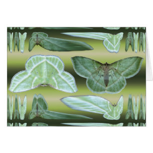 Green Moth ~ card