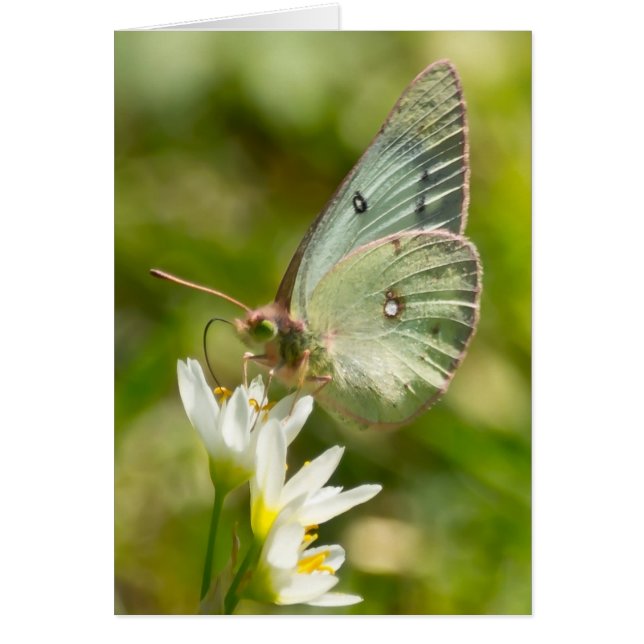 Green Moth on False Garlic Apparel and Gifts (Front)