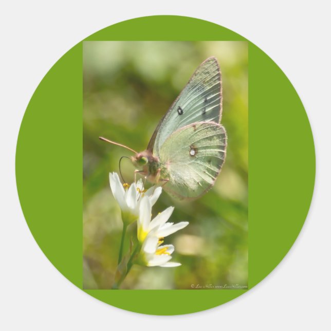 Green Moth on False Garlic Apparel and Gifts Classic Round Sticker (Front)