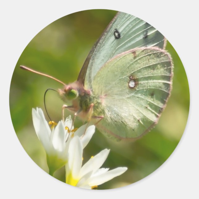 Green Moth on False Garlic Apparel and Gifts Classic Round Sticker (Front)