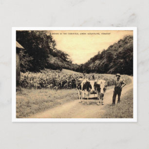 Green Mountains Vermont, Farmer, Cows, Cornfield  Postcard