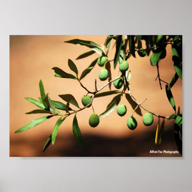 Green Olives on Branch Poster (Front)