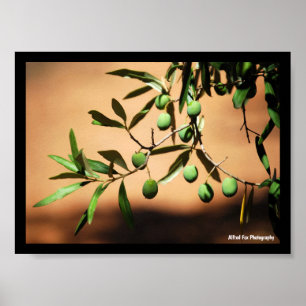 Green Olives on Branch Poster