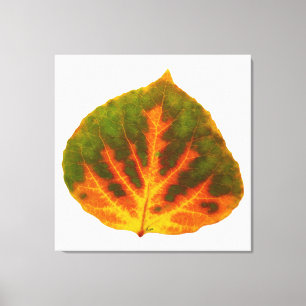 Green Orange & Yellow Aspen Leaf #1 Canvas Print