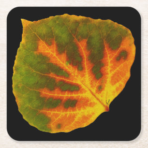 Green Orange & Yellow Aspen Leaf #1 Square Paper Coaster