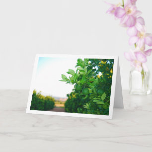 Green Oranges on Tree Card