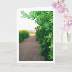Green Oranges on Tree Portrait Card