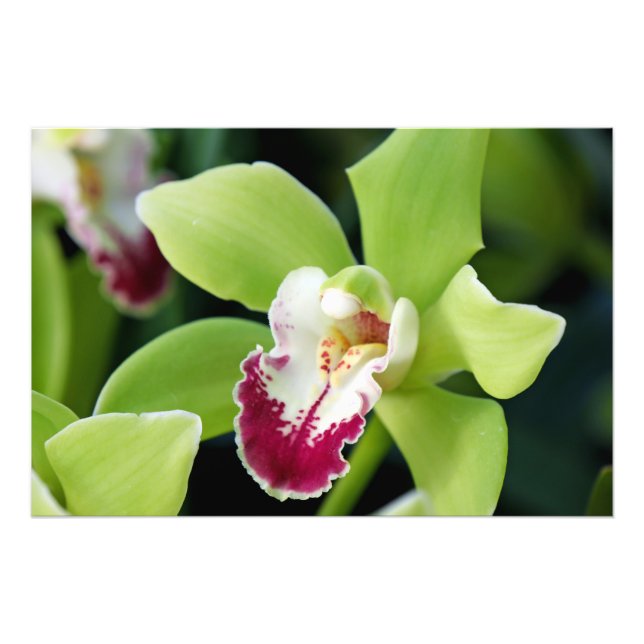 Green Orchid Photo Print (Front)