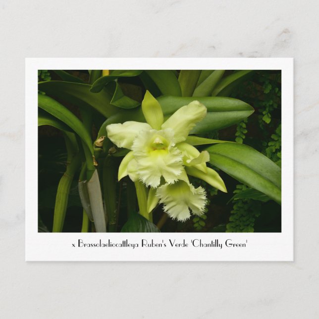 Green Orchids Collectable Postcard (Front)