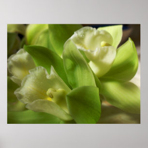 Green Orchids Silk and Satin 1 Poster