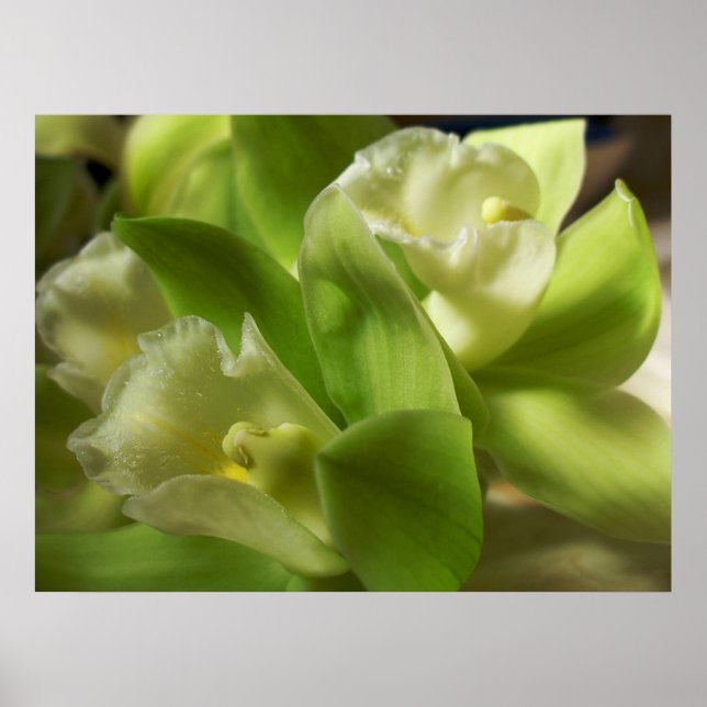 Green Orchids Silk and Satin 1 Poster (Front)