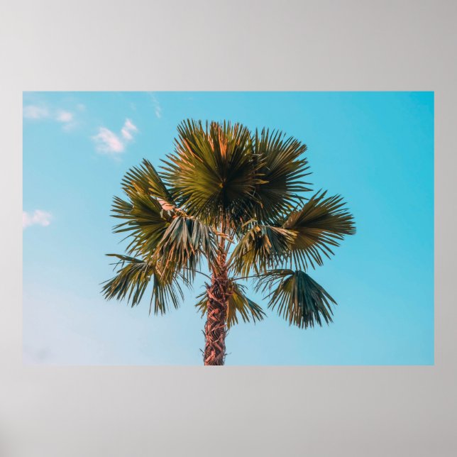 Green palm tree poster (Front)