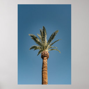 Green palm tree under blue sky in the morning poster