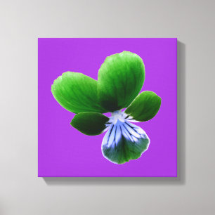 Green Pansy Canvas Print