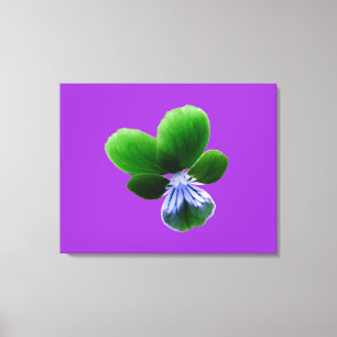 Green Pansy Canvas Print